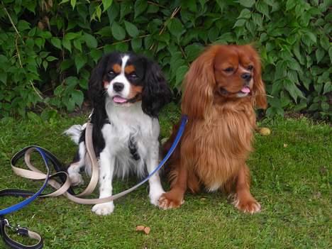 Cavalier king charles spaniel niki - her er mig og min storebror malte billede 7