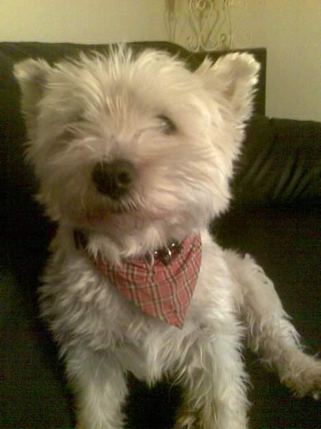 West highland white terrier walter - hej mor! billede 10