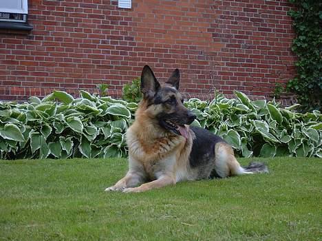 Schæferhund Meck billede 2