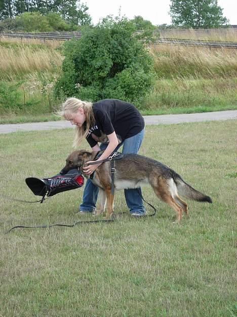 Schæferhund Hajen's Penny *Død* - uha jeg nyder mit ærme sammen med louise ..... billede 11