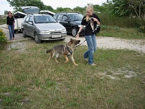 Schæferhund Hajen's Penny *Død* - Louise og Penny på vej til Gr C billede 12