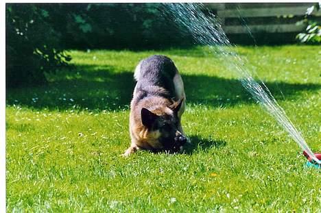 Schæferhund Meck billede 4