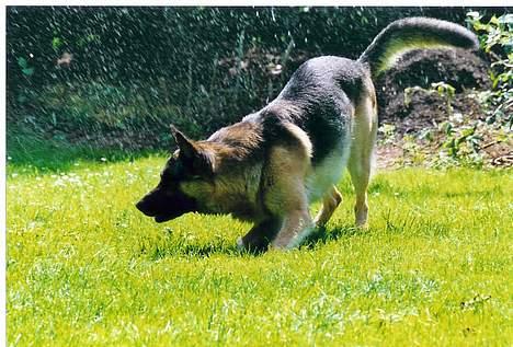 Schæferhund Meck billede 5