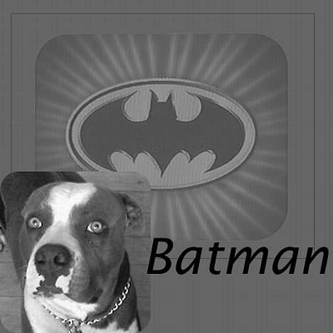 Amerikansk bulldog Batman billede 7