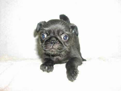 Mops / Griffon.....Otto - da jeg var lille bitte dreng 2006 billede 5