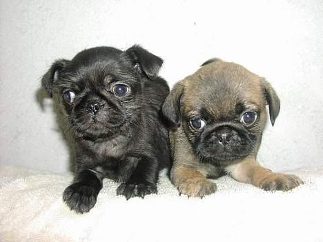 Mops / Griffon.....Otto - Mig og min bror Loui, da vi var små 2006 billede 6