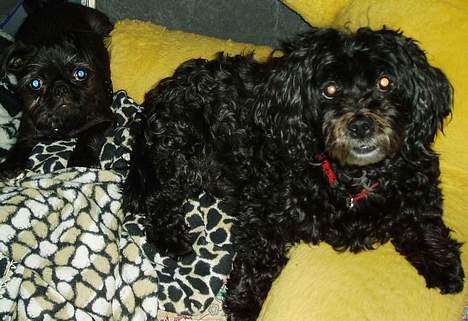 Mops / Griffon.....Otto - Mig og min nye storesøster Trine, da jeg var 15 uger, Trine er 16 år til, og er en Pudel/ Lhasa apso. foto fra 2006 billede 7