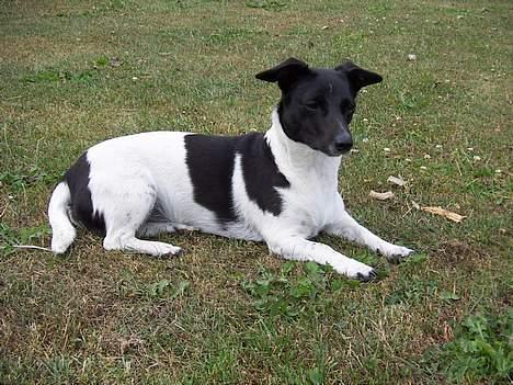 Blanding af racer Kira - Smukke vuf billede 19