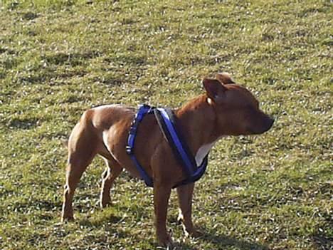 Staffordshire bull terrier (engelsk)Ginger <3 <3 <3 R.I.P <3 <3 <3 - <<<NYT>>> ikke i så god kvallitet d.10/8 billede 16