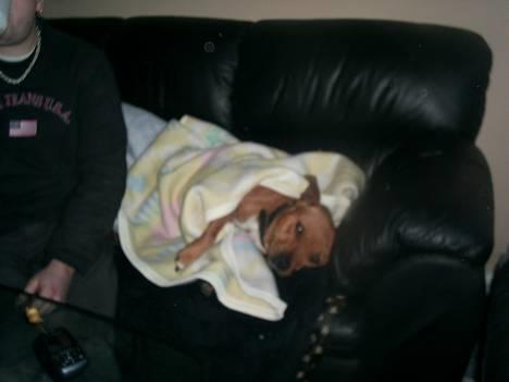 Staffordshire bull terrier (engelsk)Ginger <3 <3 <3 R.I.P <3 <3 <3 - <<NYT>> en meget gravid pige det er meget træt.. billede 17