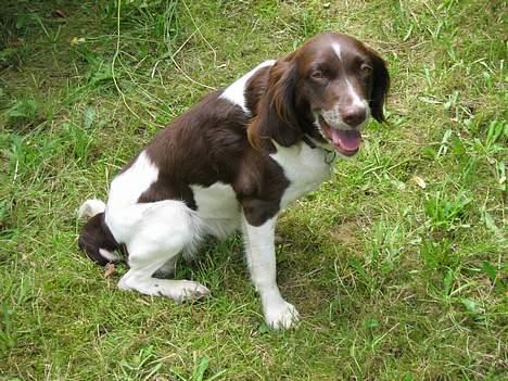 Kleiner münsterländer Tasha billede 2