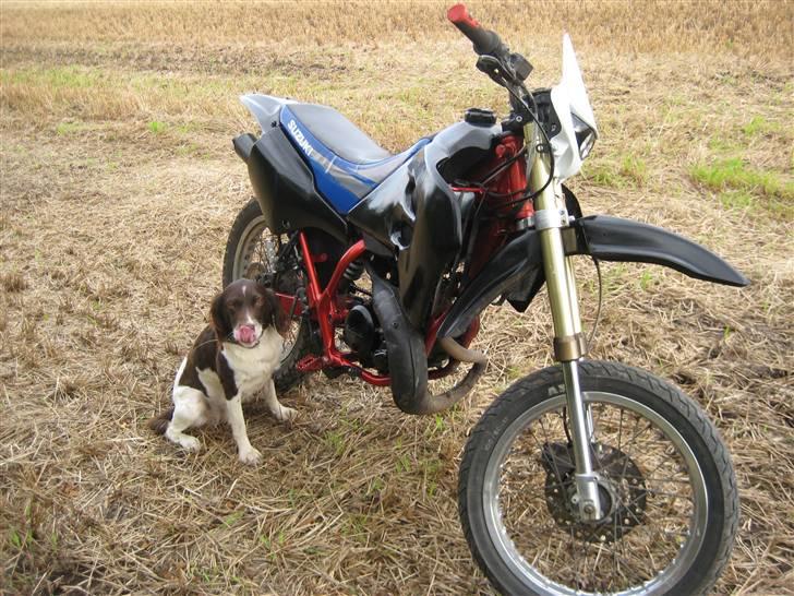 Kleiner münsterländer Tasha - min vagt hund til suzuki ´en billede 3