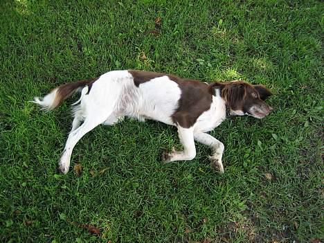 Kleiner münsterländer Tasha - vejret er så dejlig er. jeg tror jeg vil sove her... billede 4