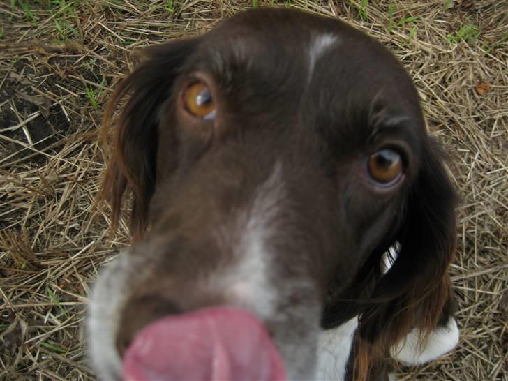 Kleiner münsterländer Tasha - Jaaa den er vist sulten billede 5