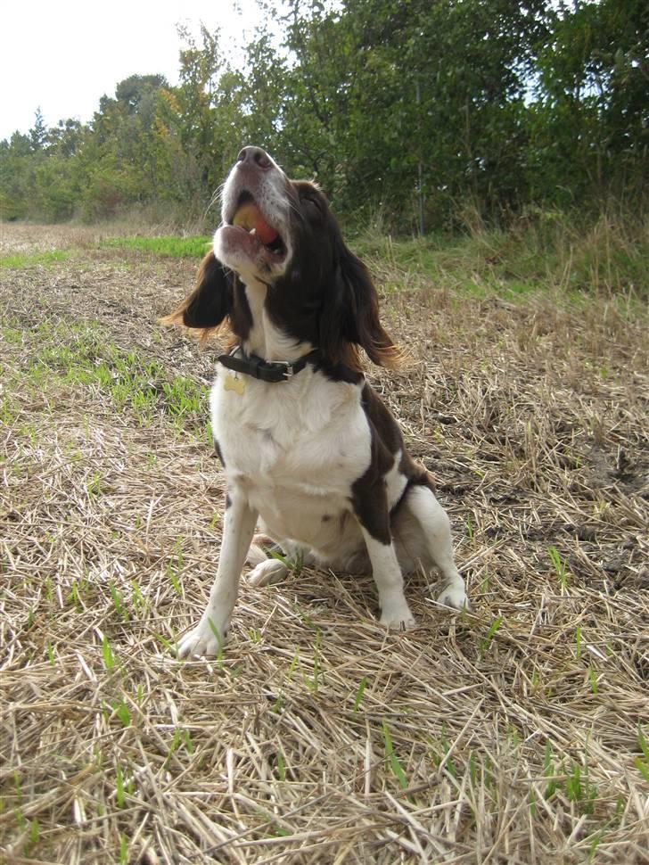 Kleiner münsterländer Tasha - ja den var sulten billede 6