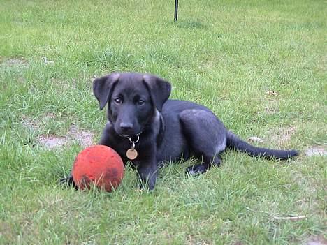 Blanding af racer Pawi R.I.P - Min søde Pawi med hans røde bold! billede 1