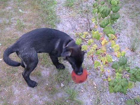 Blanding af racer Pawi R.I.P billede 2