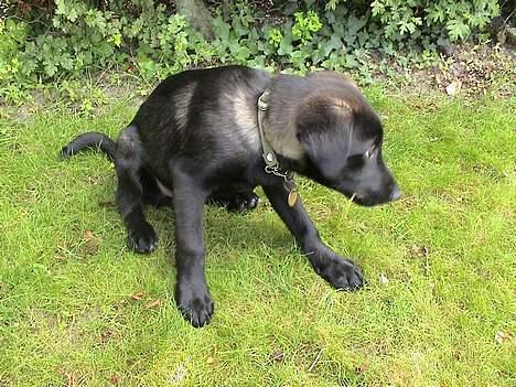 Blanding af racer Pawi R.I.P billede 3