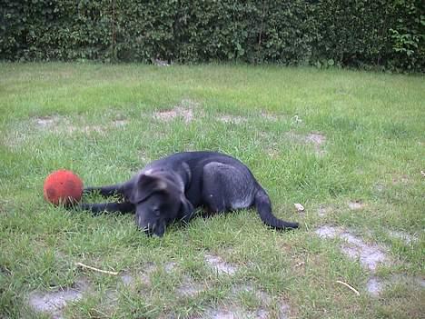 Blanding af racer Pawi R.I.P billede 4