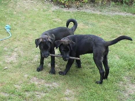 Blanding af racer Pawi R.I.P - Pawi med sin søster Emla! billede 5