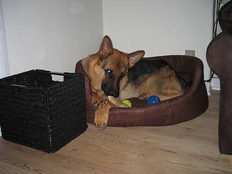 Schæferhund Maegaard's Falco R.I.P - 10 mdr og flyttet ud i det nye hus, det er bare skønt :) billede 10