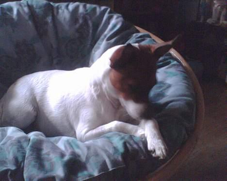 Dansk svensk gaardhund Bob billede 6