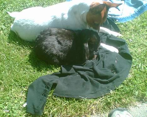 Dansk svensk gaardhund Bob - Bob og min kanin stampe billede 7