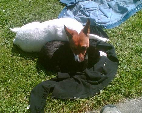 Dansk svensk gaardhund Bob - Bob og stampe igen billede 8