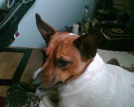 Dansk svensk gaardhund Bob billede 9