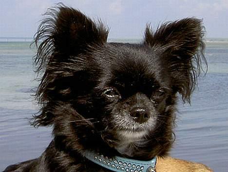 Chihuahua Nille billede 1