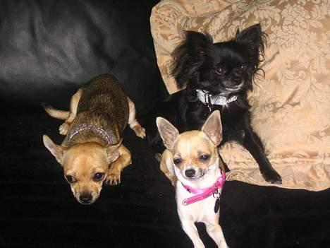 Chihuahua Nille billede 2