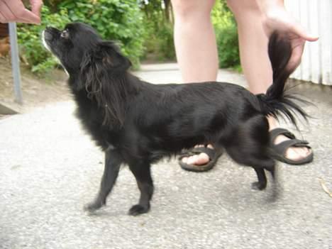 Chihuahua Nille billede 3