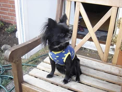 Chihuahua Nille billede 4