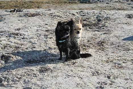 Chihuahua Nille billede 5