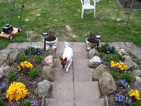 Dansk svensk gaardhund Bob billede 10