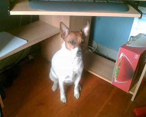 Dansk svensk gaardhund Bob - Hov hov du kunnne ikke se mig. jeg gemmer mig jo..... billede 12