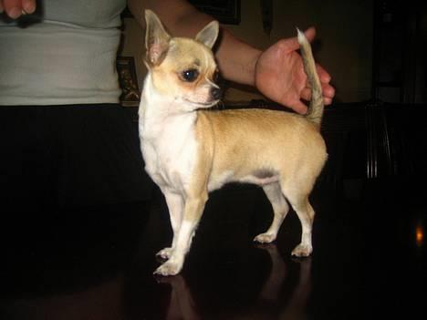 Chihuahua Ella van`t Land van Aalst billede 1