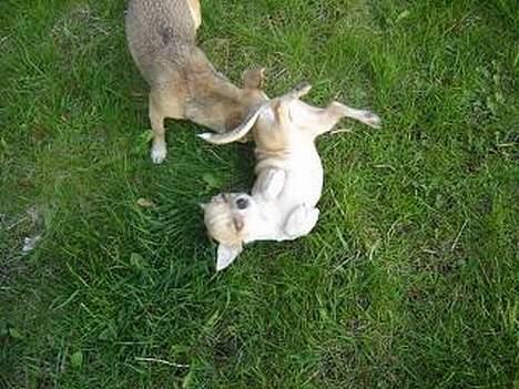 Chihuahua Ella van`t Land van Aalst billede 2