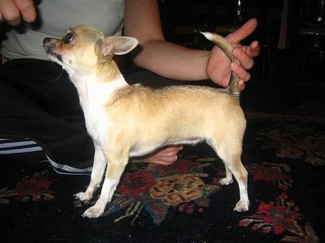 Chihuahua Ella van`t Land van Aalst billede 3