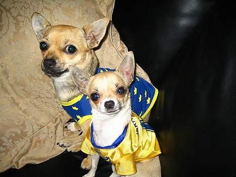 Chihuahua Ella van`t Land van Aalst billede 4