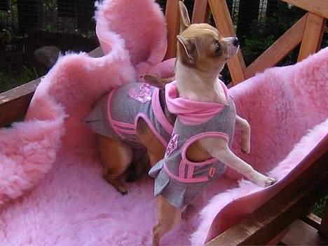 Chihuahua Ella van`t Land van Aalst billede 5