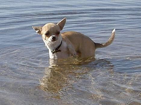 Chihuahua Ella van`t Land van Aalst billede 6