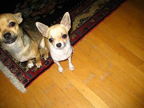 Chihuahua Ella van`t Land van Aalst billede 7