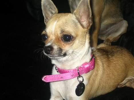 Chihuahua Ella van`t Land van Aalst billede 8