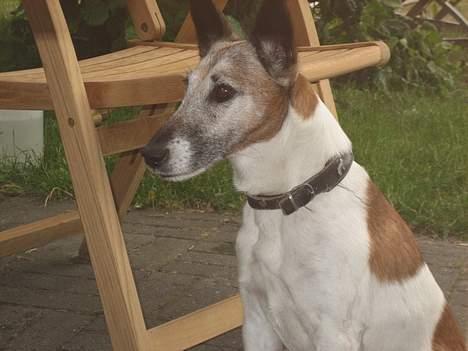 Glathåret foxterrier BOB - King of the world billede 1