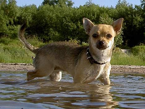 Chihuahua Elba van`t Land van Aalst billede 1