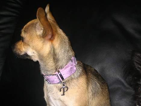 Chihuahua Elba van`t Land van Aalst billede 2