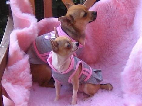 Chihuahua Elba van`t Land van Aalst billede 3