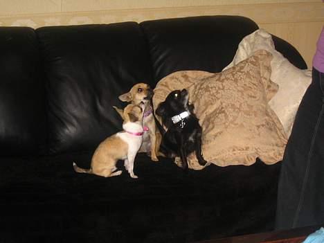 Chihuahua Elba van`t Land van Aalst billede 4