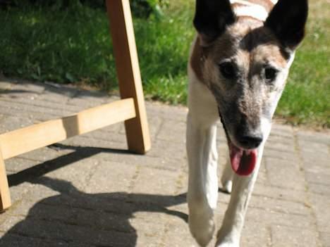 Glathåret foxterrier BOB - Løven har fået øje på sit bytte billede 3
